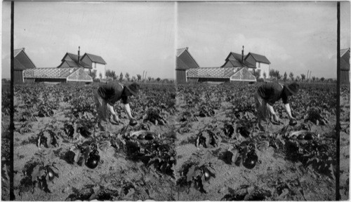 Gathering Eggplants, Hothouse and Residence in Background, near Buffalo, N.Y