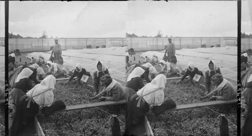 Pulling up young tobacco plants for setting, Conn