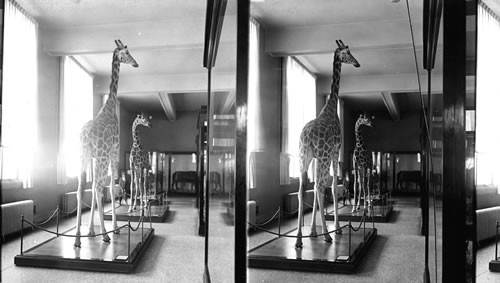 Giraffes in Interior Smithsonian Institution. Wash. D.C