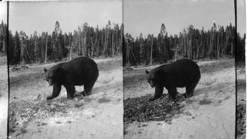 Bear on feeding ground. Yellowstone Natl. Park. Wyoming