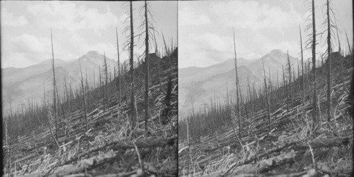 Fire sweeps forest above Bear Lake, Colo. Rocky Mt. National Park