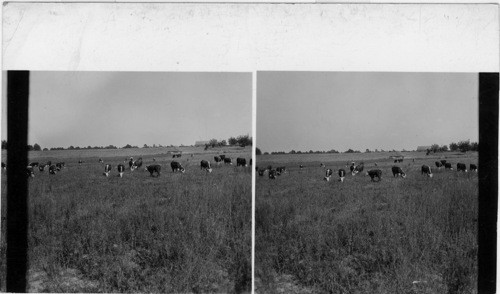 The beef cattle industry of Georgia - near Augusta. Georgia