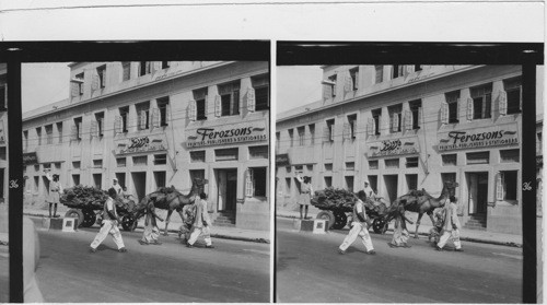 36 (See No. 33) Camels are very rarely seen as draught animals, yet in Karachi, capitol of Pakistan, camel-drawn carts for heavy loads are an everyday sight. Knee bells on camels