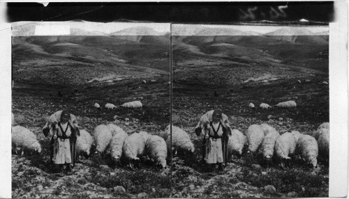 A Hebrew shepherd boy with his flock in a hillside pasture near Bethlehem, Palestine