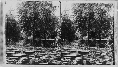 Washington Park, Victoria Regia, Chicago, Ill. [Water Lilies]