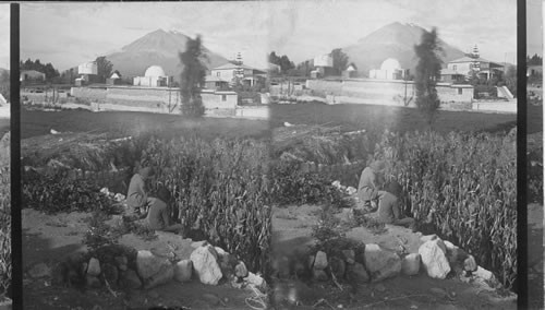 A cornfield and El Misti, a volcano of terrible fame in Peru