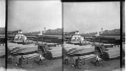 General view of sorting table. Hamburg Saw Mills. Vancouver City, Can