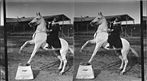 High School Horse, ridden by Miss Somerville, 101 Ranch Show. Jamestown Exp. Virginia