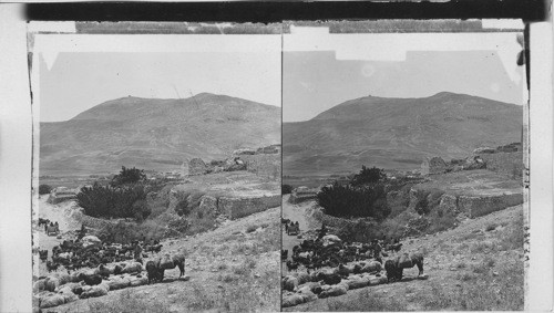 Sychar (where Christ tarried with the Samaritan) and Mt. Gerizin. Palestine