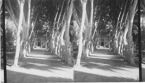 Avenue of Trees. Paseo de Colon. Lima, Peru