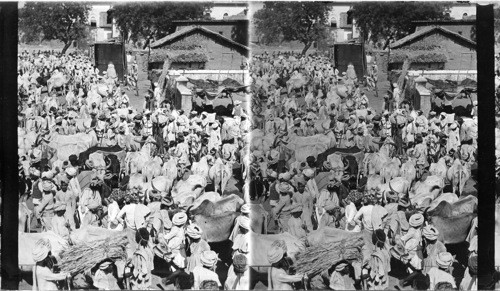 The Cattle Bazaar, Ahmedabad, India