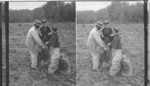 Measuring Potatoes in Field. Reeds Ferry, N. H