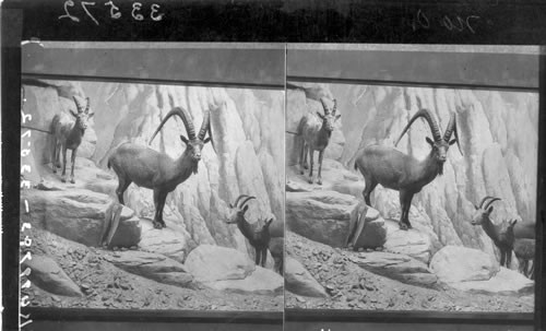 Asiatic ibex - field Museum of Natural History, Chicago