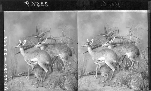 African Dik-Diks, world's smallest antelope, Field Museum of Natural History, Chicago