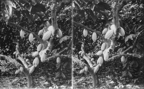 Cacao Pods on Trees. Dominican, B.W.I