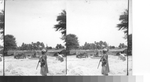 Primitive threshing methods. Karnak, Egypt