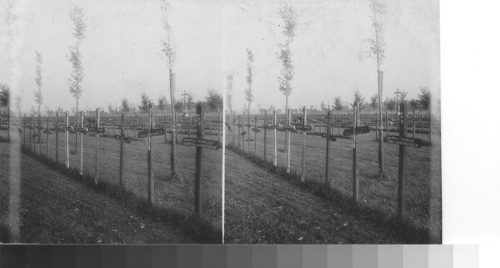 Black crosses for the German dead. A section of the cemetery at Belleau Wood. cemetery somewhat west of the village - east. France