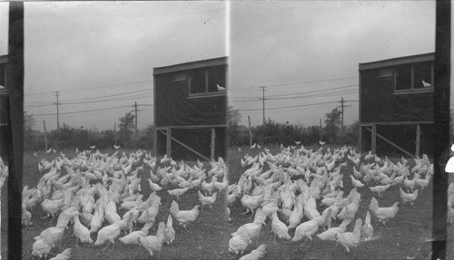 Long Island Duck Farm