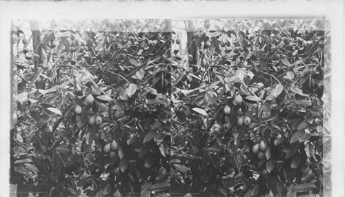 Nutmeg tree and fruit, Jamaica