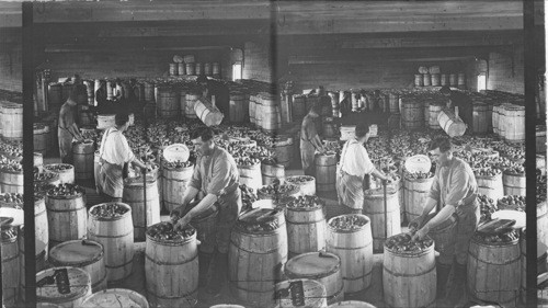 Assorting, barreling, packing, and pressing apples, Annapolis Valley, Lakeville, Nova Scotia
