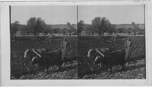 A Primitive Ploughing of the Stony Fields of Palestine