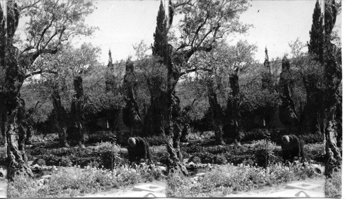 In the Garden of Gethsemane - Jerusalem Palestine