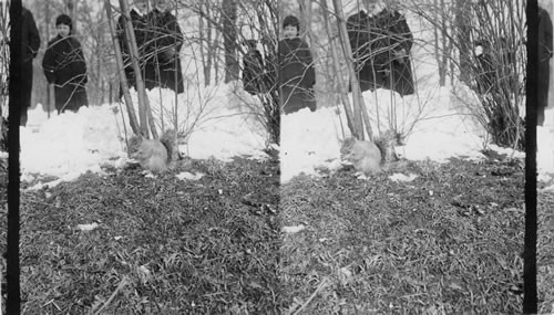 Feeding Squirrels Central Park. N.Y