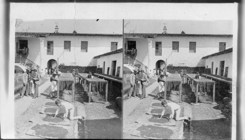 Drying skins at a cotton mill, Jalapa, Mexico