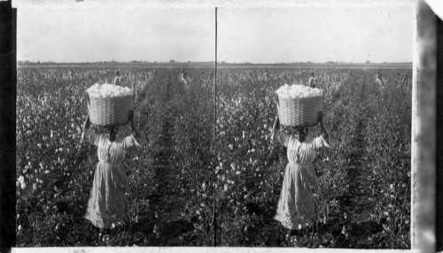 In a Texas Cotton Field near Dallas, Texas