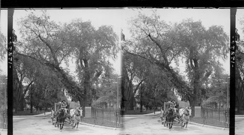 Historic Washington Elm, near the Common Cambridge, Boston, Mass