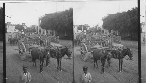 Mules hitched in carts on the street. Peru