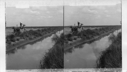 Hauling rice to the thresher. Texas