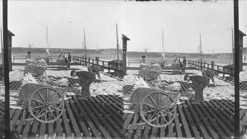 Cod fish being dried by sun on roof of building, Halifax, N.S