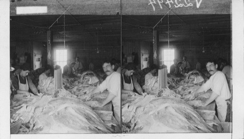 Preparing Codfish, Gloucester, Mass