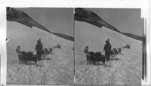 Labrador. Eskimos Dog Team on Trail. Hopedale, Labrador