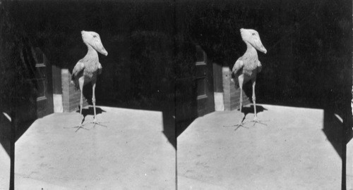 "Shoebill Stork" in New York Zoological Park. Keystone View Co. has signed an agreement with N. York Zoological Park that stereos of above lizards and "Shoebill Stork" will be used only in stereographs and lantern slide form and in no other way or form - also before they are put on the market, Keystone will submit prints & titles & descriptive matter to the N.Y. Zoological Park, c/o Mr. H.R. Mitchell, Chief Clerk, 185th St. and Southern Blvd. New York City. Mr. Mitchell if we ask for will furnish further datas ect. on these subjects