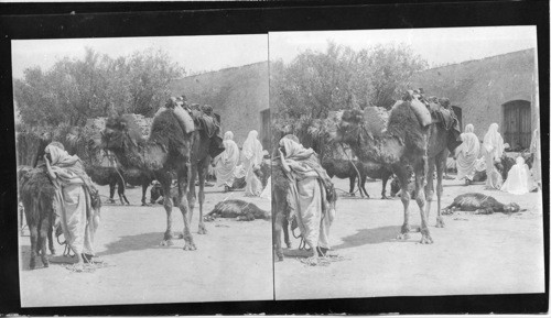 Camel Caravan in the Yard of an Arab Inn, Egypt