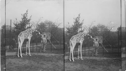 A pair of Nubian (three-horned) giraffes, from German East Africa. Bronx Park. N.Y.C