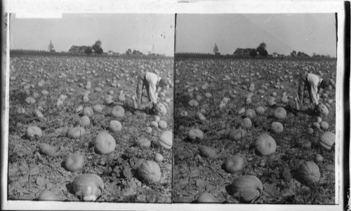 New Jersey. A great crop of pumpkins, N.J