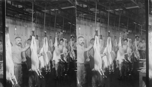 A model packing house giving the cattle a shower bath before taking them to be killed. N.Y. Dressed Beef Co. N.Y. City