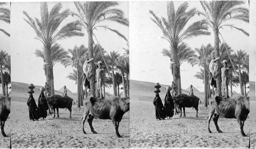 Native life on the Oasis of Sakkara. Africa