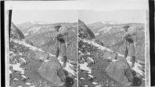 Carrying mountain sheep down (goat -?) from the steam - swept heights of the Gallatin Mountains. Montana