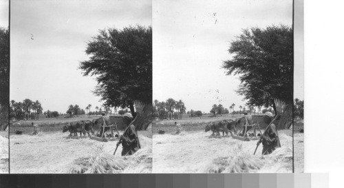 Threshing grain with ancient methods near Luxor, Egypt