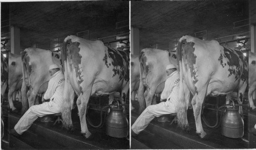 Old and Modern Way of Milking, Terrace Farm, Titusville, Penna