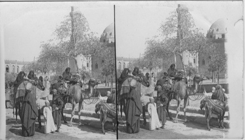 Pilgrims on Camels enroute to the cemetaries. Egypt