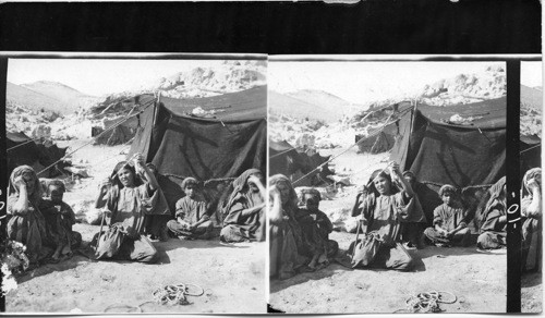Bedouin Woman Spinning Wool. Palestine