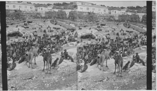 Traders in Camal - cattle and asses - Pool of Gihon, Jerusalem, Palestine