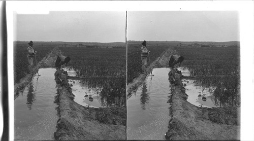 Mexican Farm Hands Irrigating Onions on a Rio Grande Valley Ranch. Texas?