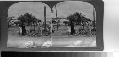 Buenaventura, Columbia S.A.: As in many tropical places, the coconut forms an important article of food. Coconuts brought to Buenaventura for sale on the wharf where the small produce boats put in