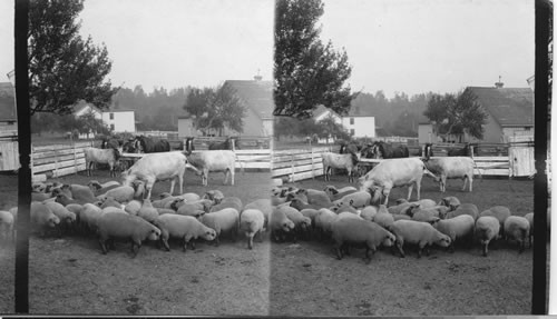 Domestic animals on a Canadian farm. Ontario, Canada